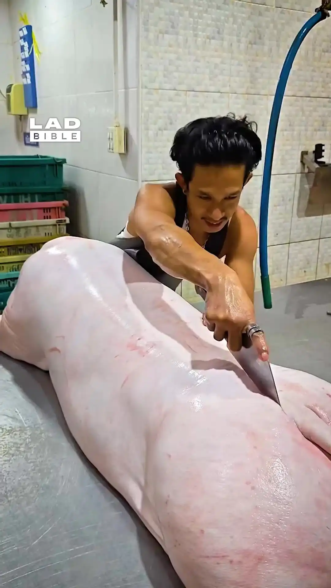 Butchering a giant pig 🐷
