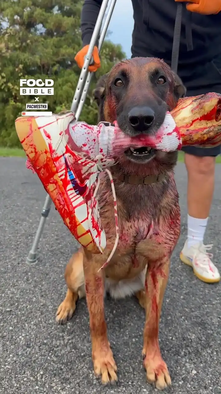 The best Halloween Costume for your dog 🐶