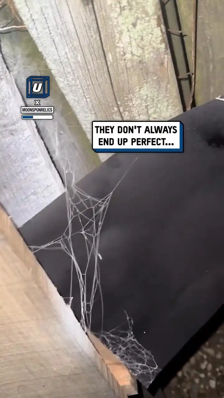 Preserving spider webs πΈοΈπ²