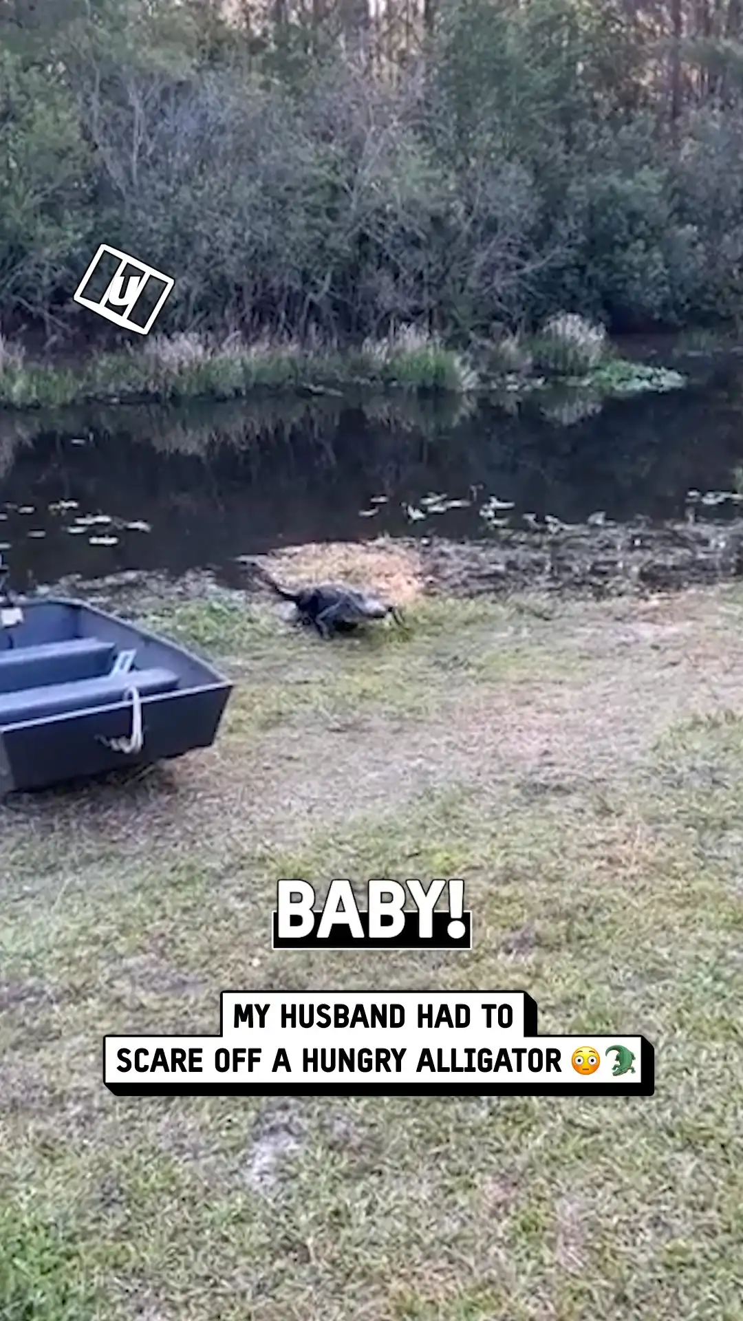 My Husband Fends Off Hungry Alligator π³π