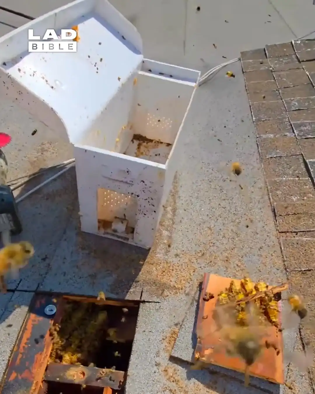 Finding bee hives in people's homes 😱🐝