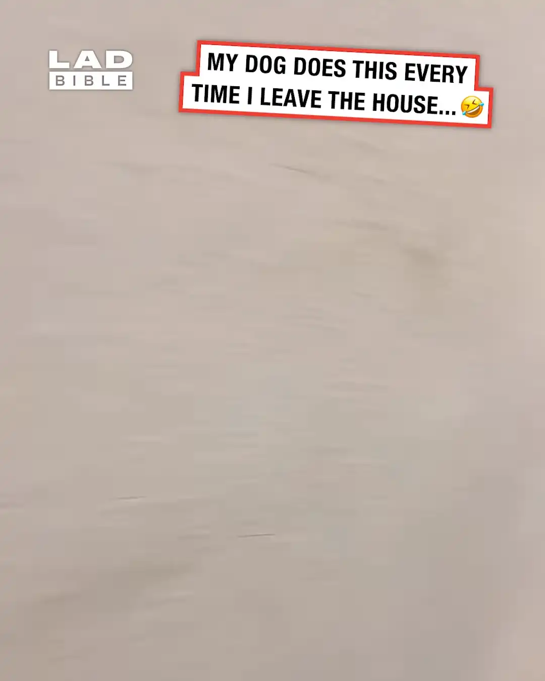 My dog does this every time I leave the house 🥹