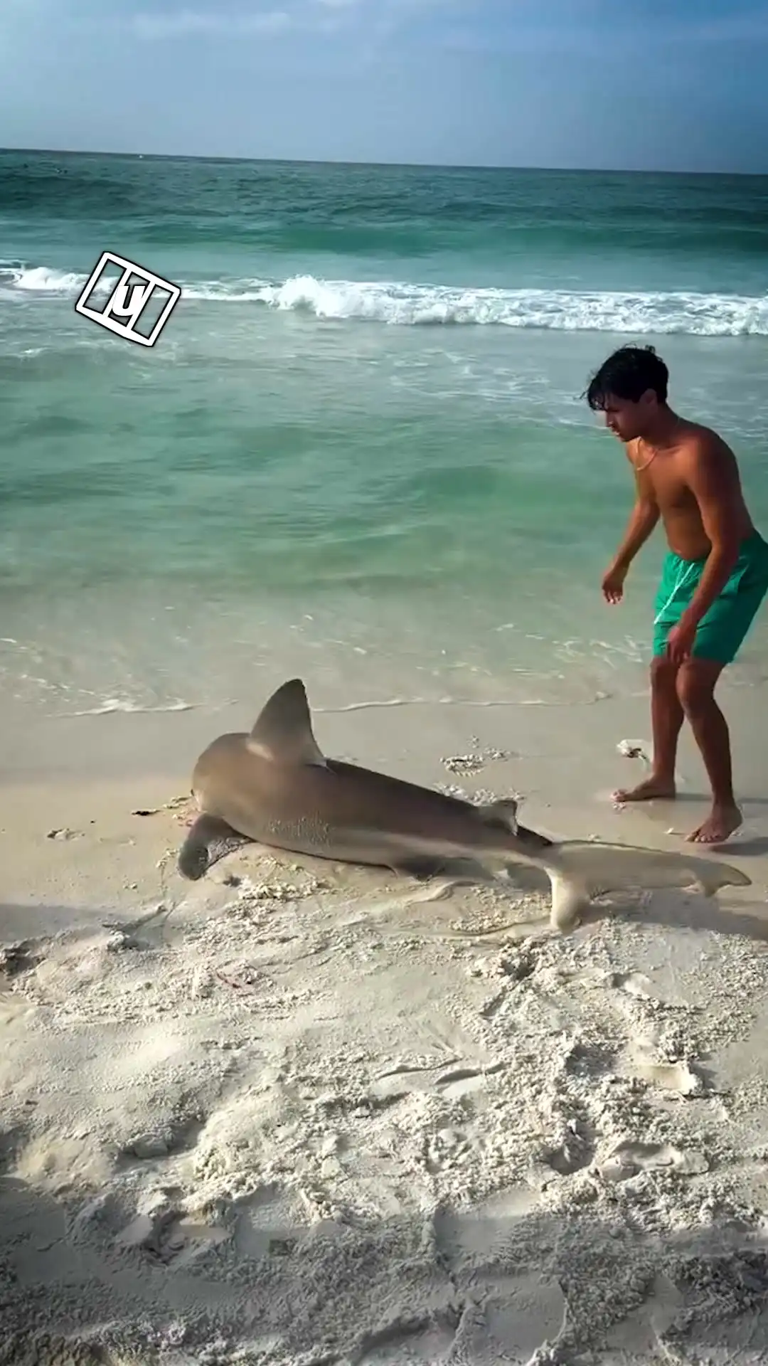 I saved a shark 😳🦈