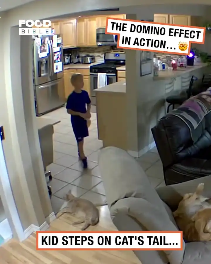 The domino effect in action 🙀😭