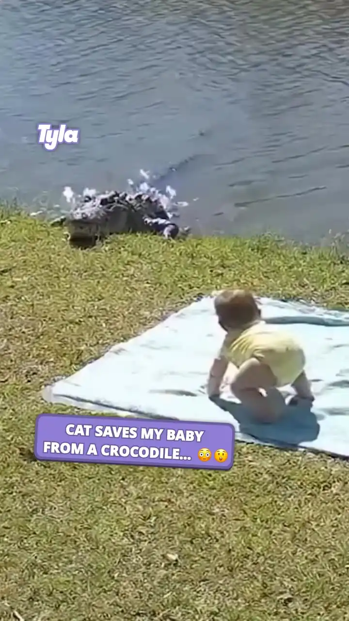 Cat saved my baby from a crocodile π¬π