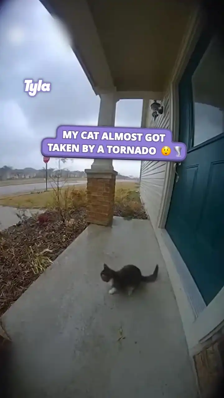 Tornado almost takes cat 😳🌪️