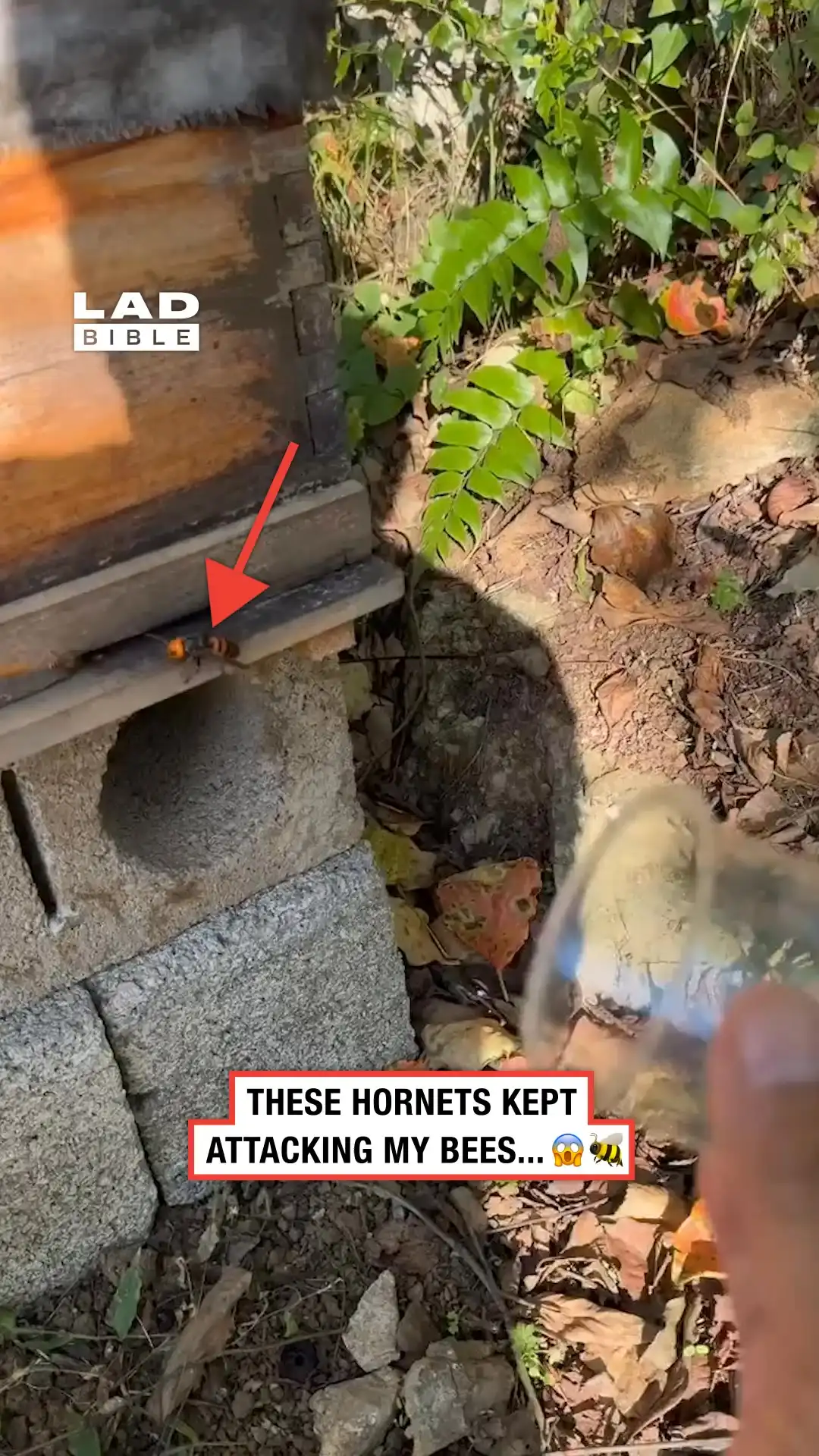 These hornets kept attacking my bees 😳🐝