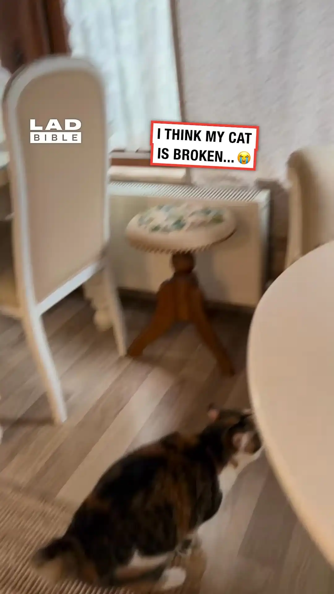 I think my cat is broken 😂😸