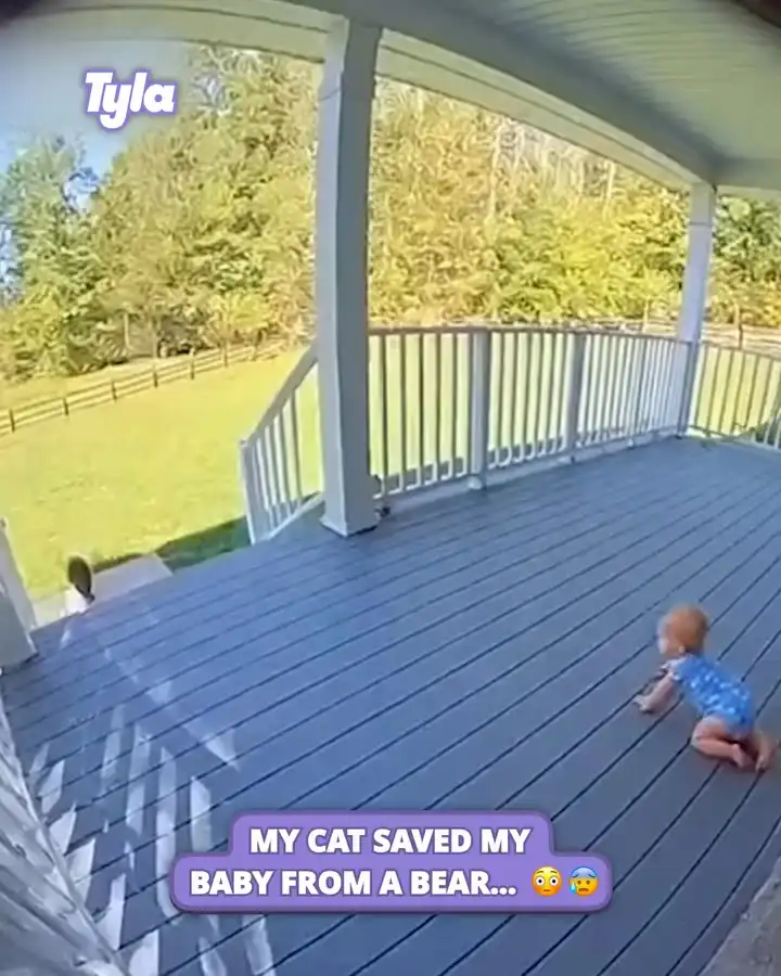 My cat saved my baby from a bear 😱