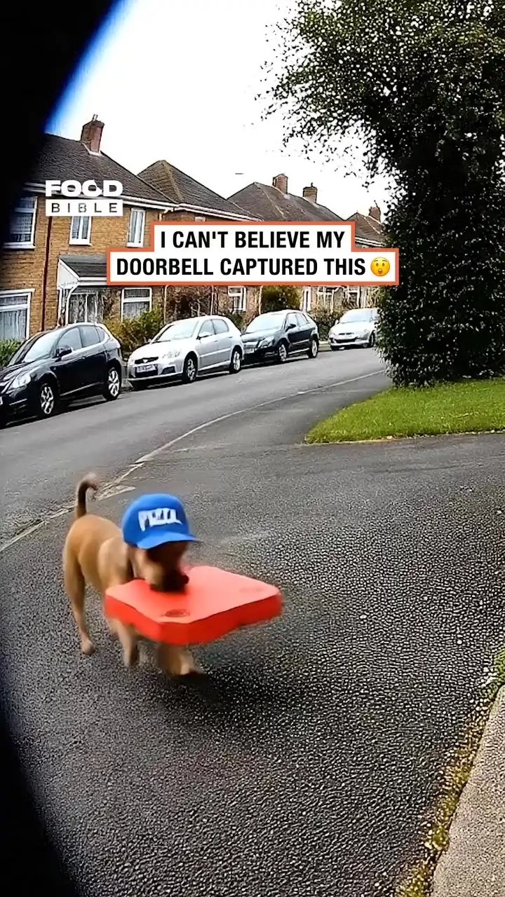 Dog delivers pizza 🐶
