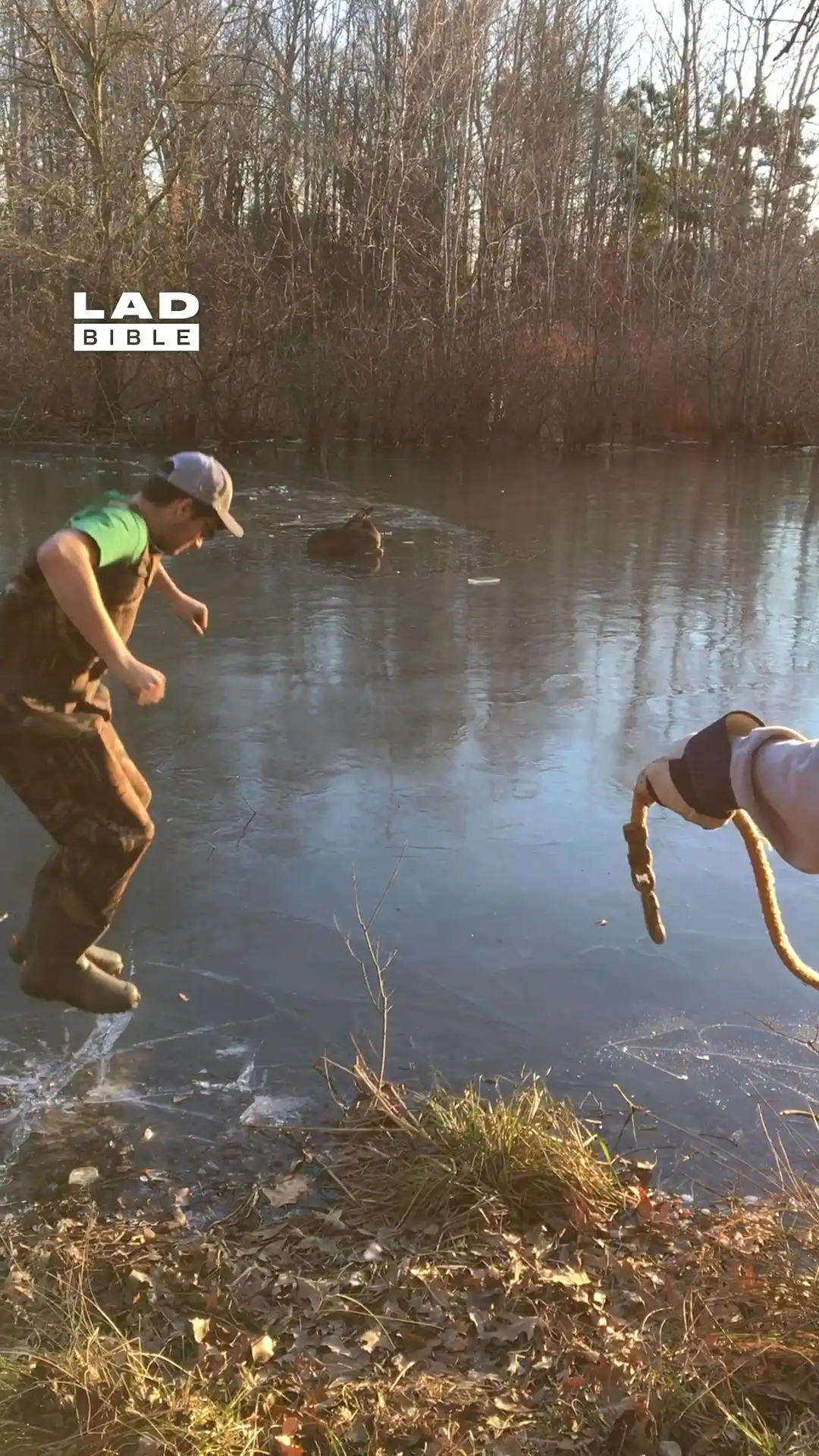 We found a deer stuck on the ice 😲🦌