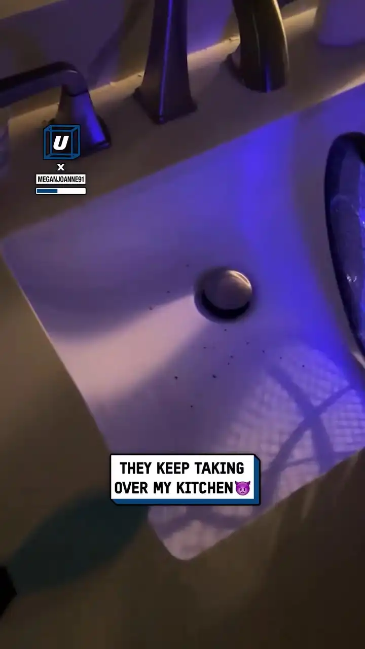 Obliterating drain flies hack 🪰💥