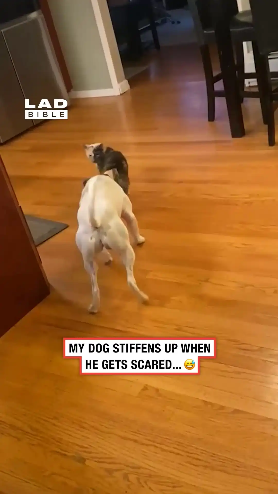 My dog does this when he is scared π