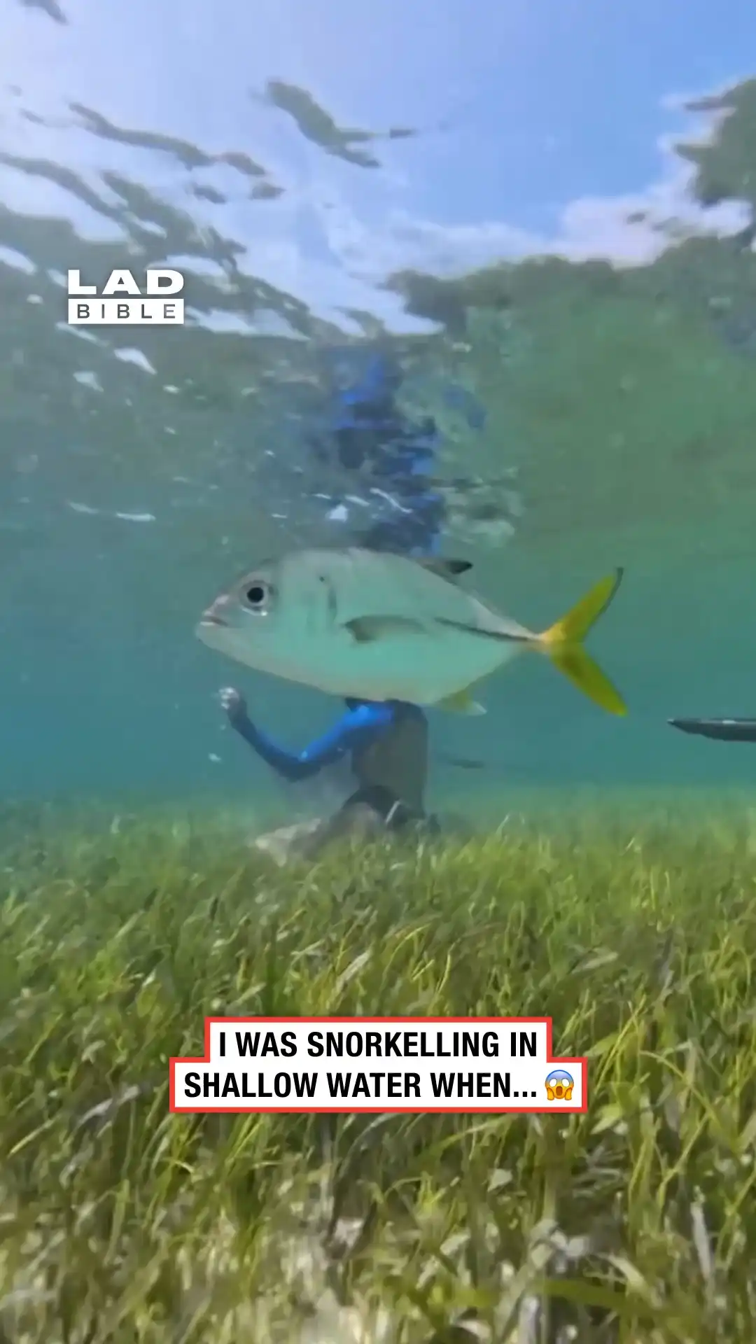 I had a near miss when snorkelling 😱