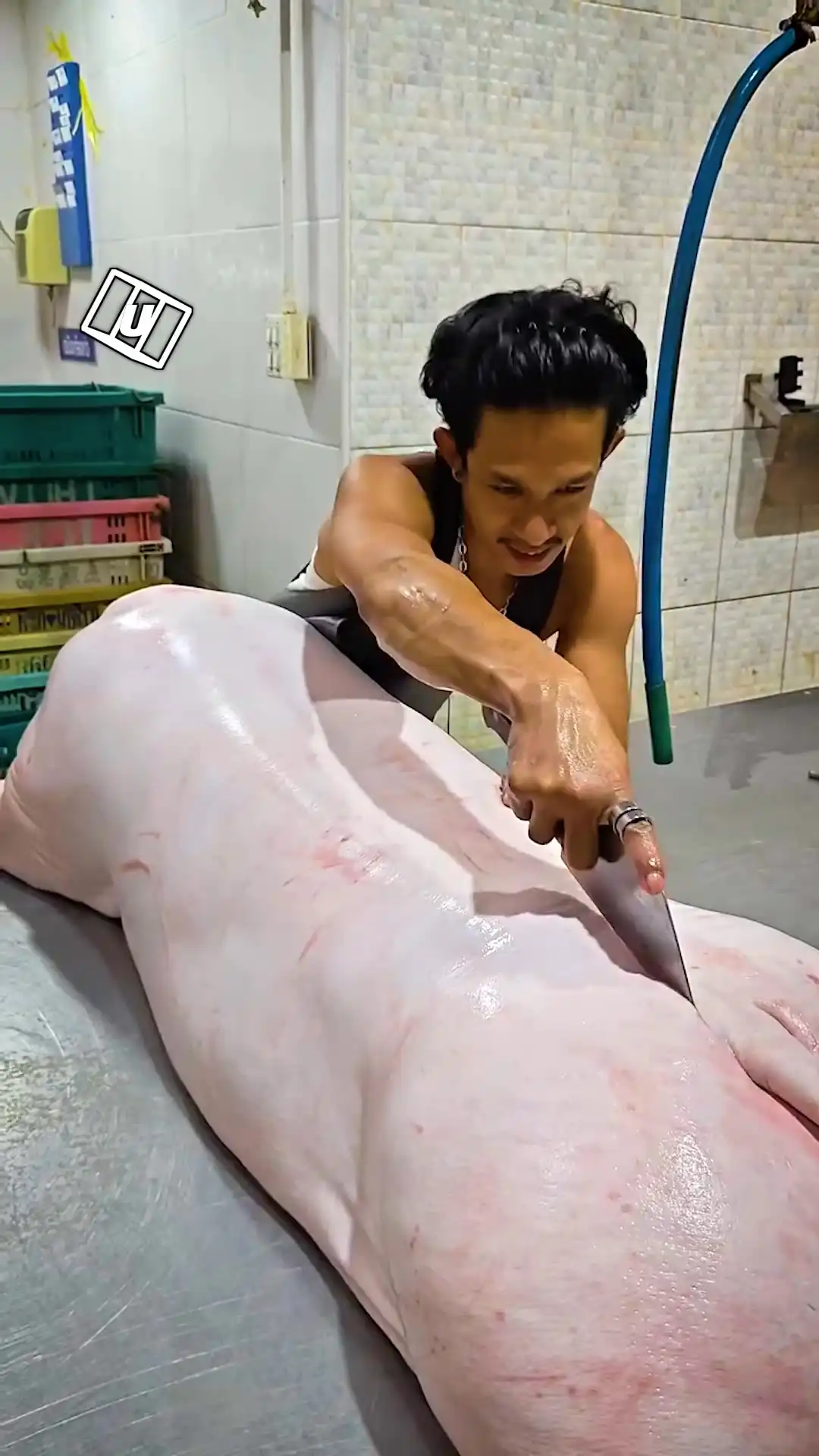 I’m prepping a GIANT pig today 😳🐖 #animals #pets #pig