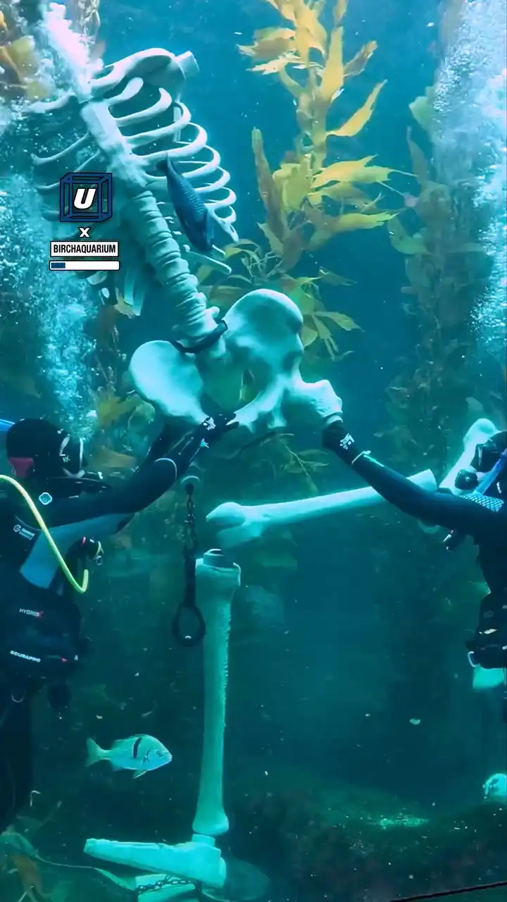 Giant underwater skeleton installation 💀🐠