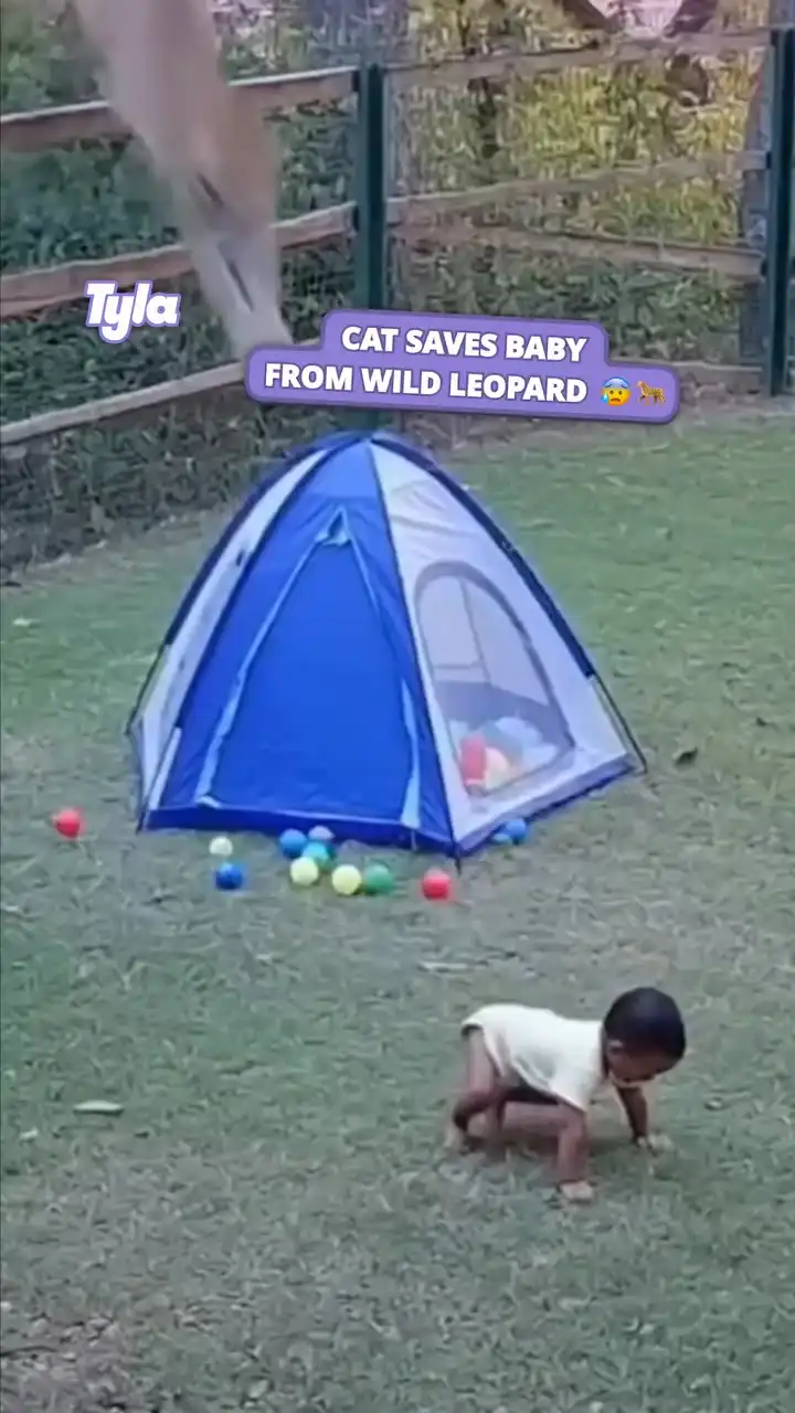 Cat saves baby from a wild leopard 😲🐆