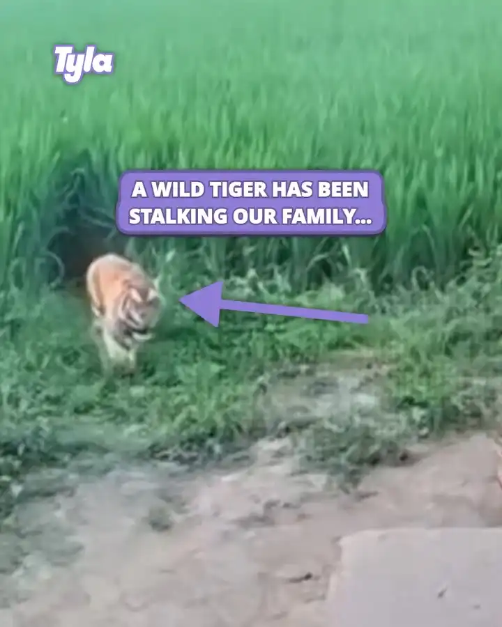 This tiger had been stalking their family.... 😳