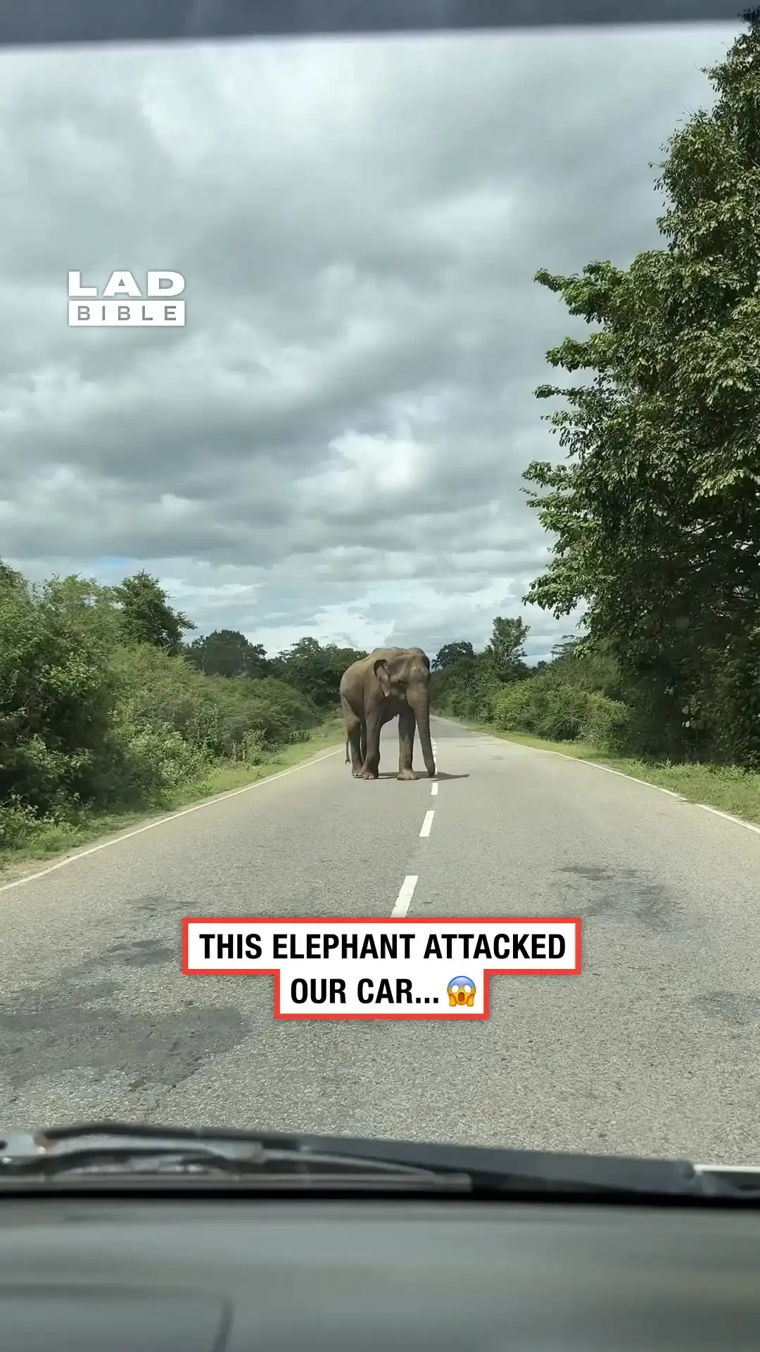 This elephant attacked our car 😱🐘