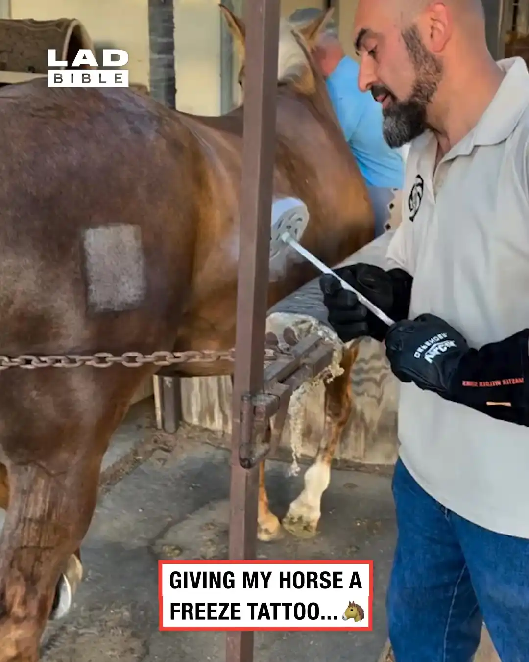 Horse ice branding 🐴🧊