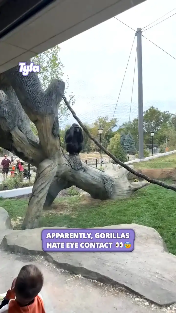 I was focussing on the wrong gorilla 😳😨