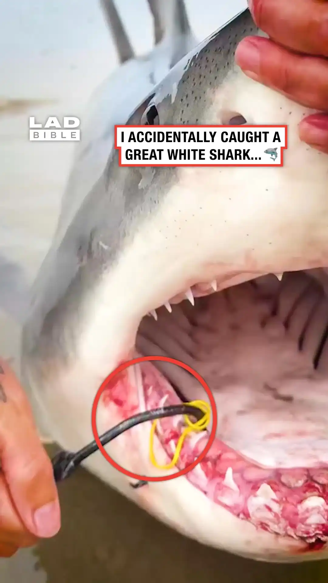 I accidentally caught a great white shark 😲🦈