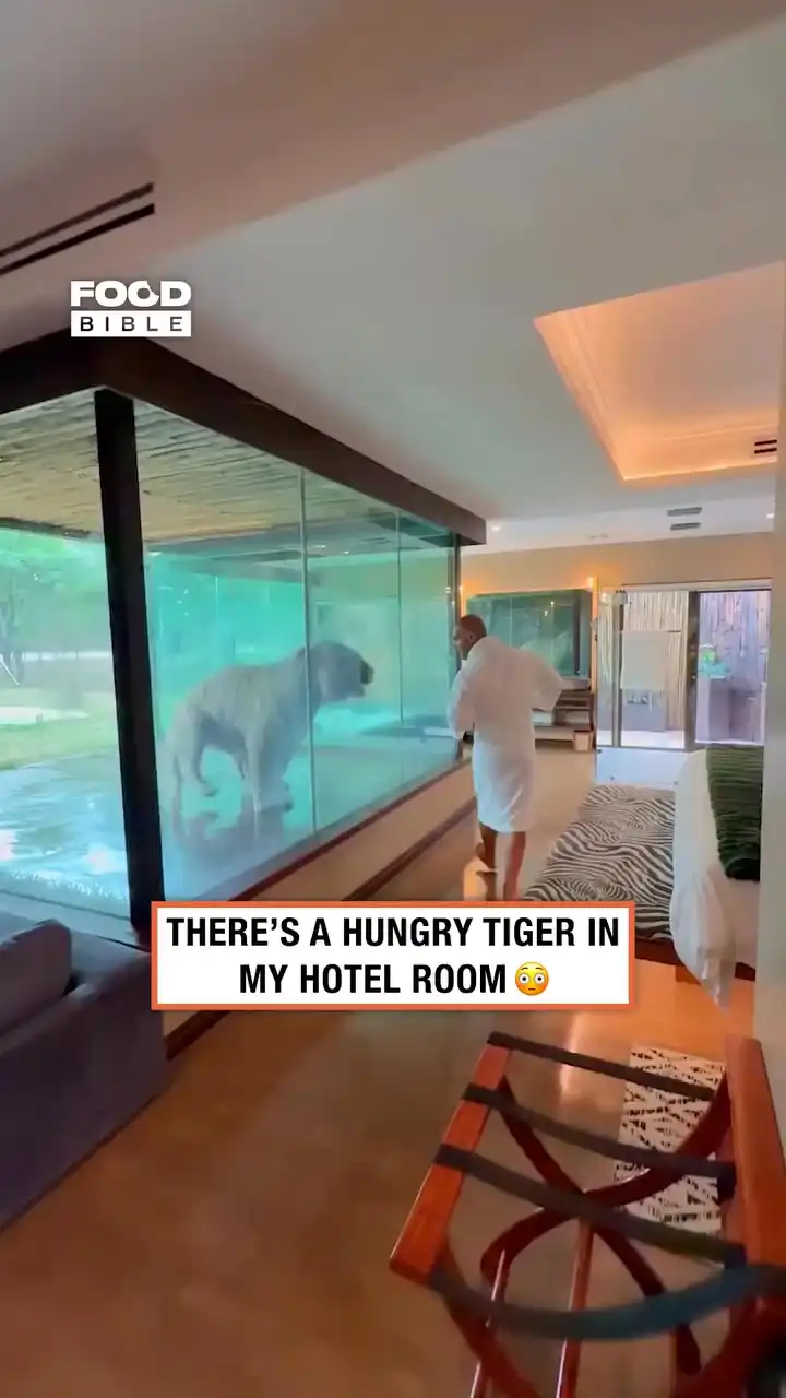 Hungry tiger in hotel room 🐯