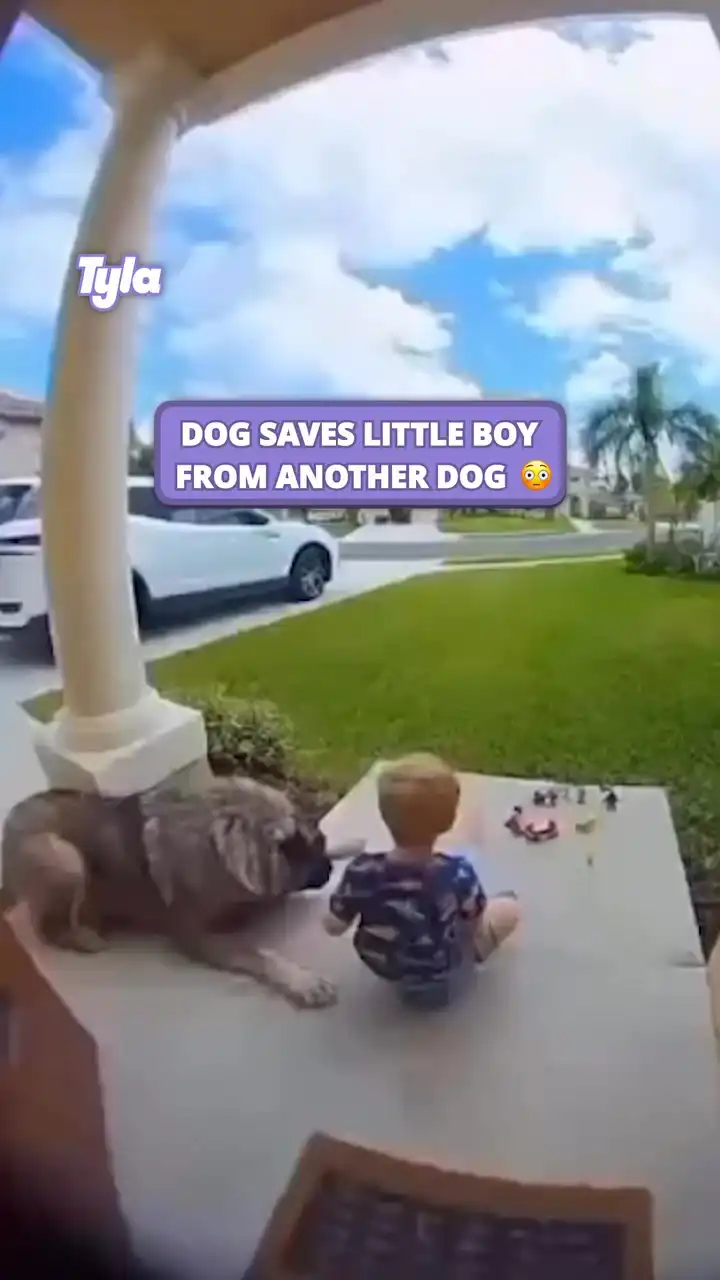 Dog saves little boy from another dog 😳