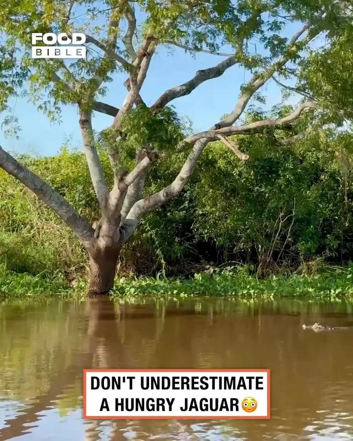 Don't underestimate a hungry jaguar 😳