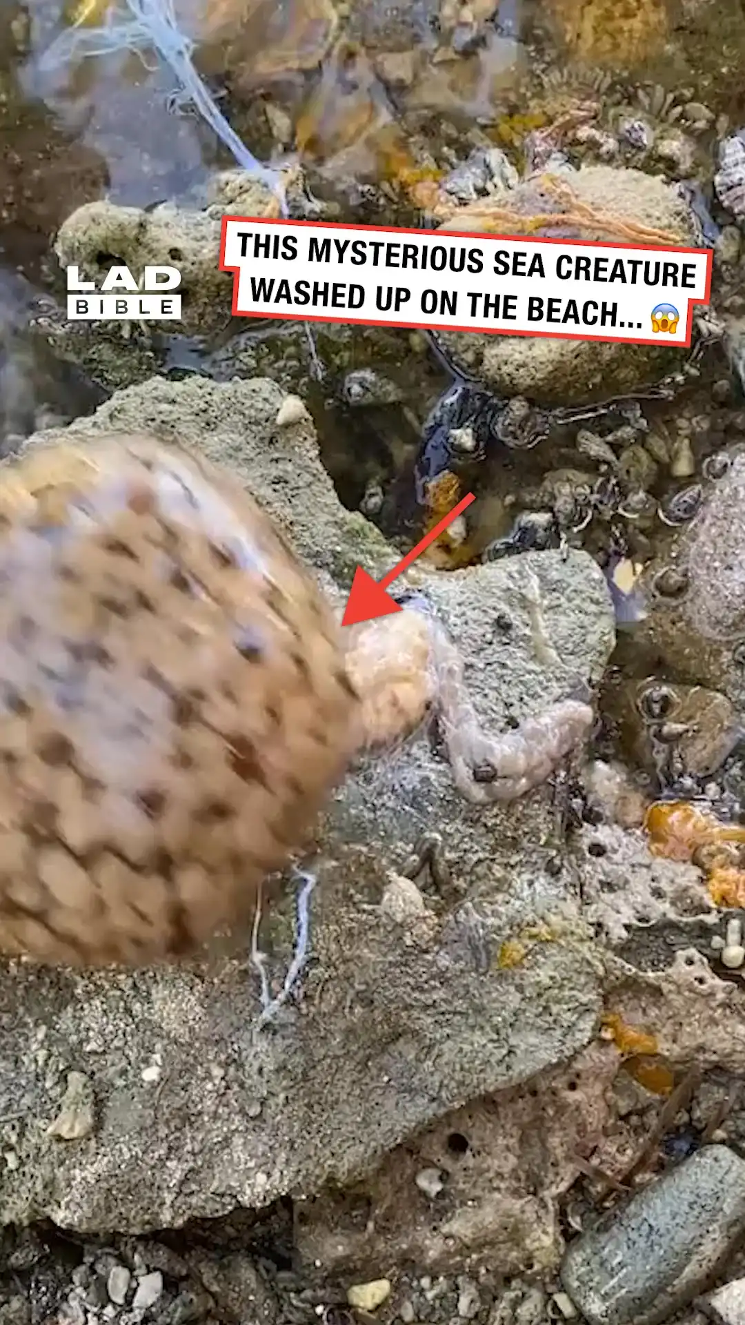 This mysterious sea creature washed up next to us 😳🌊