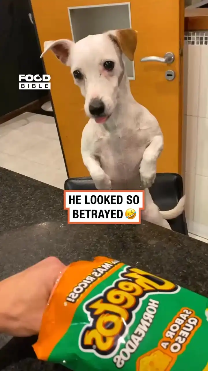 Dog Doesn't Want to Go on a Diet 😡