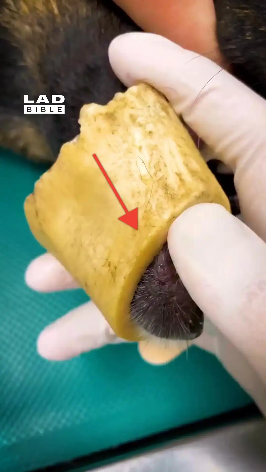 My dog had a bone treat stuck 😳