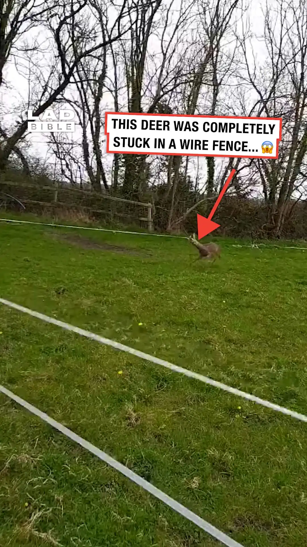 This deer was trapped in a wire fence 😱🦌