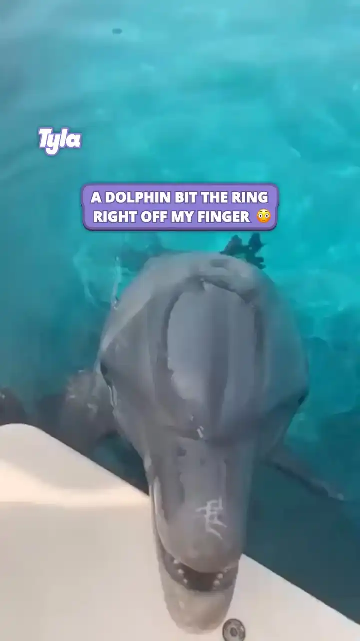 Dolphin bit the ring off her finger 😲💍