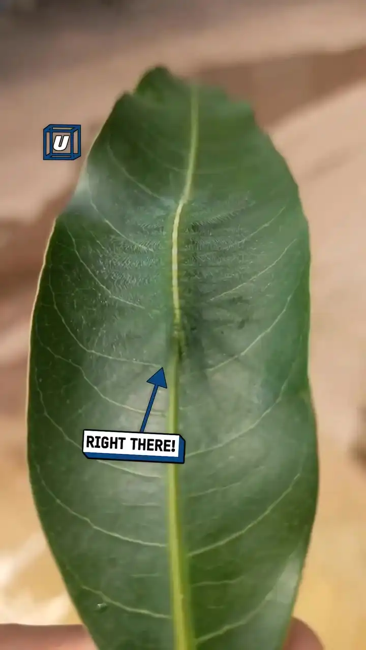 Incredible caterpillar camouflage 🐛🤯