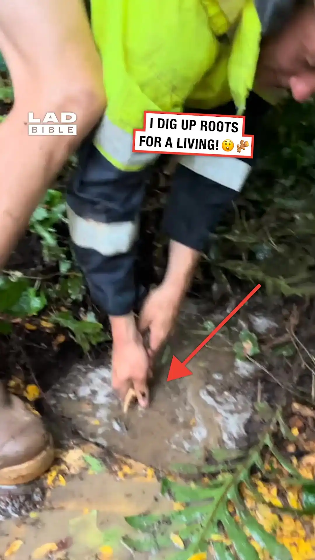 I dig up roots for a living 😲🪾