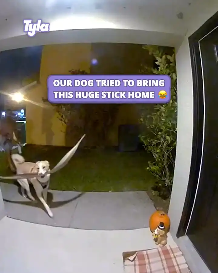 Dog tries to bring huge stick inside 😂