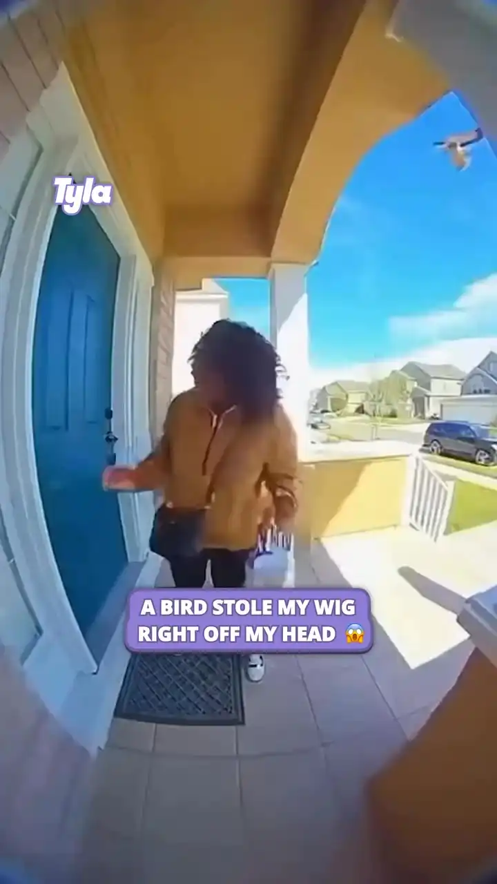 Bird steals wig right off her head 😳😅