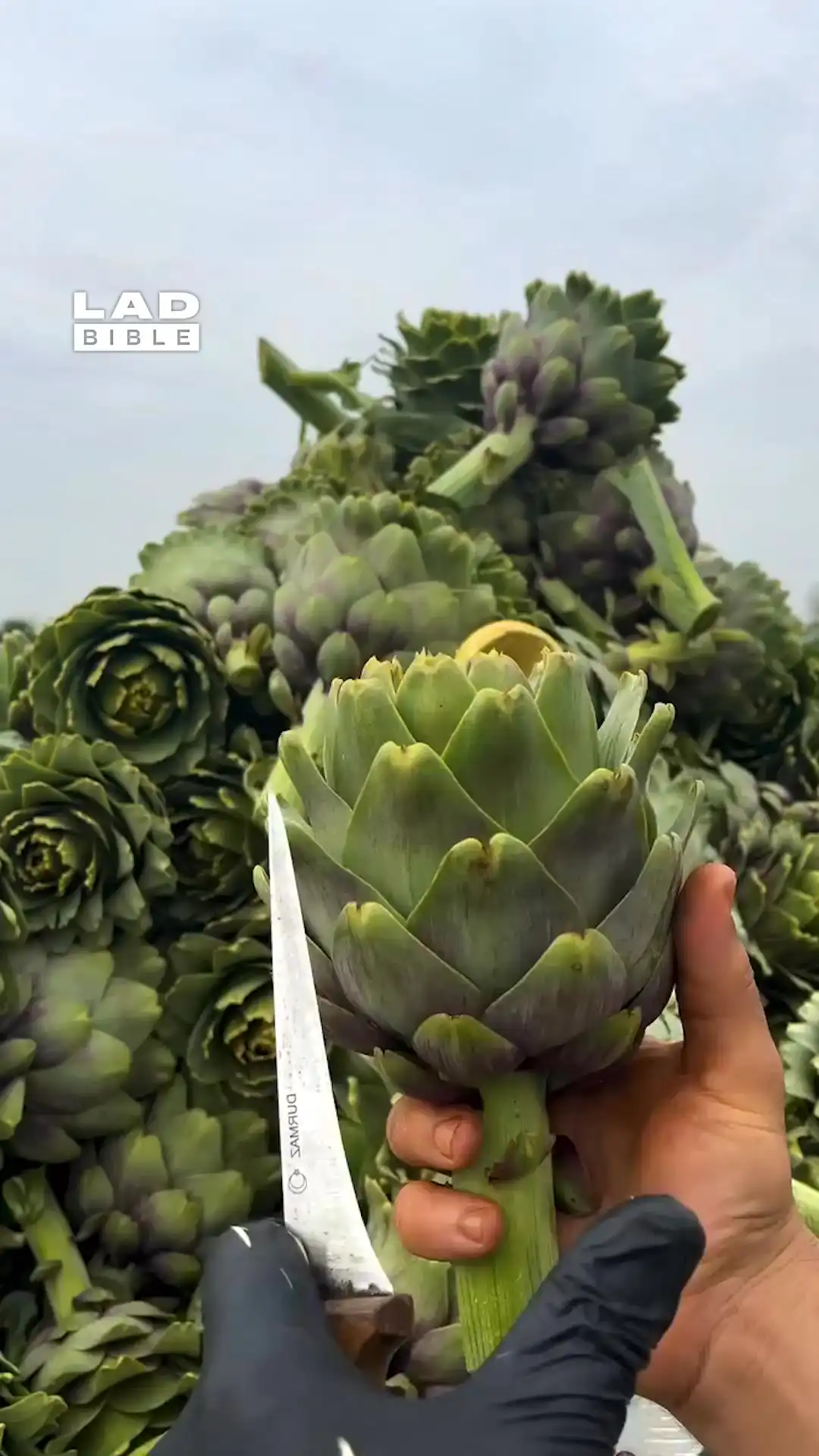 Cutting an artichoke 😲