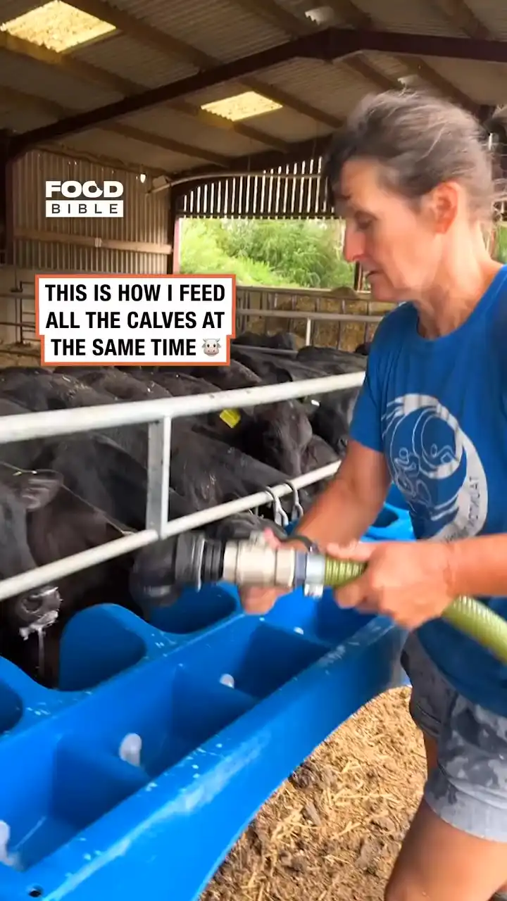 How I feed all the calves 🐮