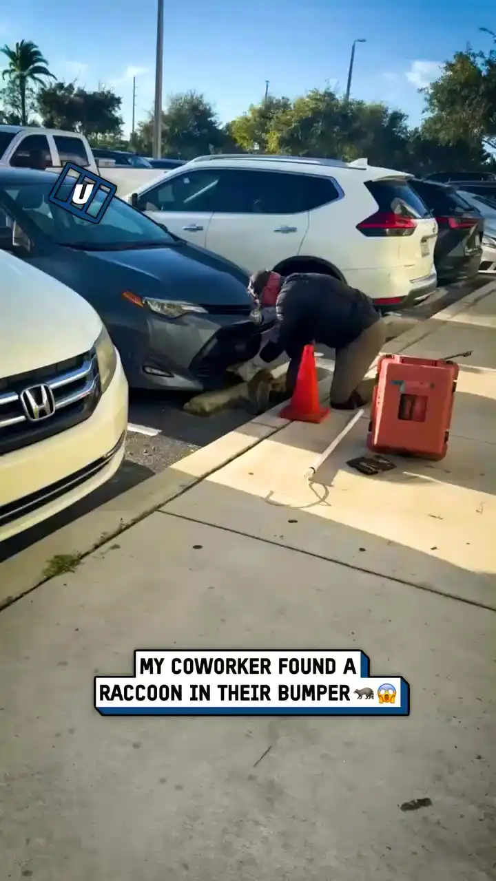 Removing raccoon from car bumper 🦝😲