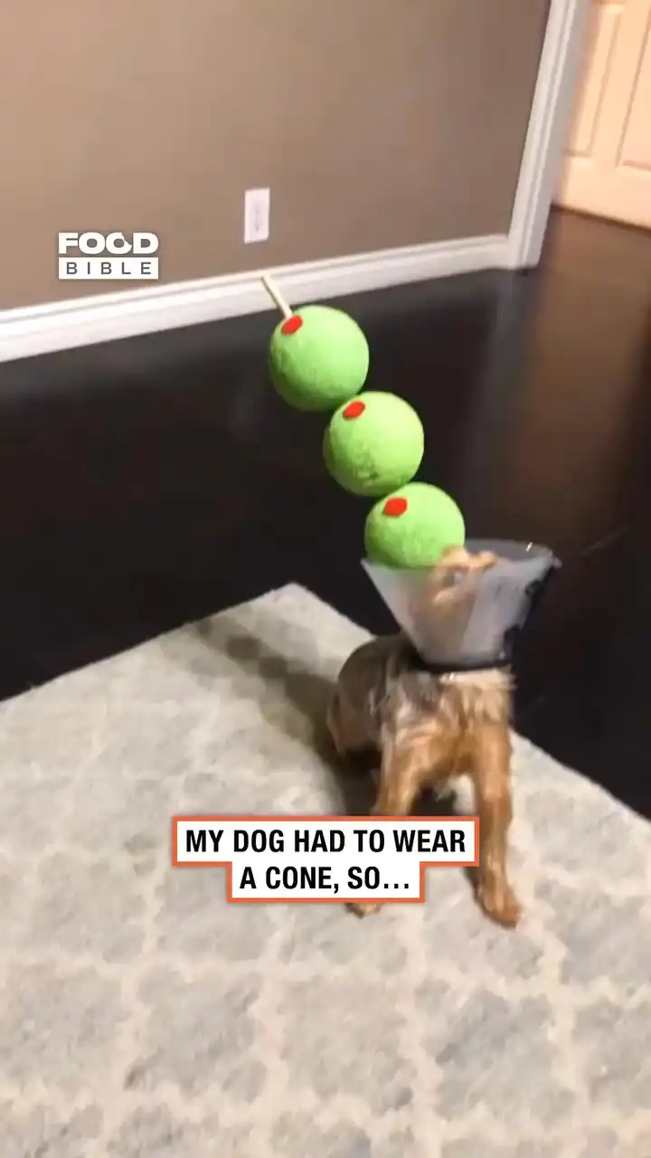 Milo Dressed as a Martini 🍸