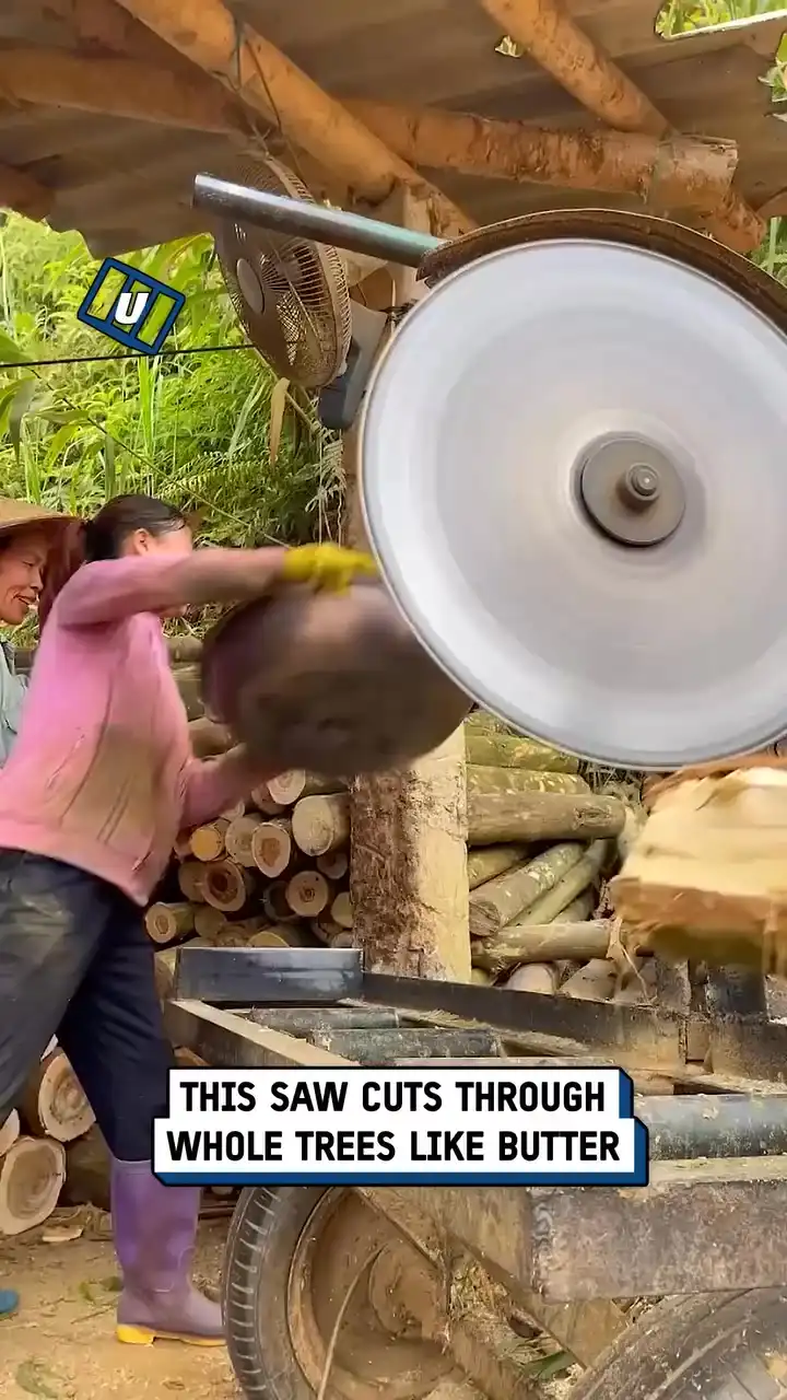 Tree trunks cut by giant saw 🪵🪚