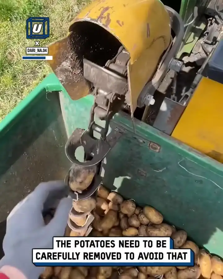 Potato planting machine hack 🥔