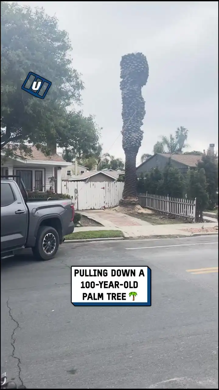 Pulling down a 100-year-old palm tree 🌴😲