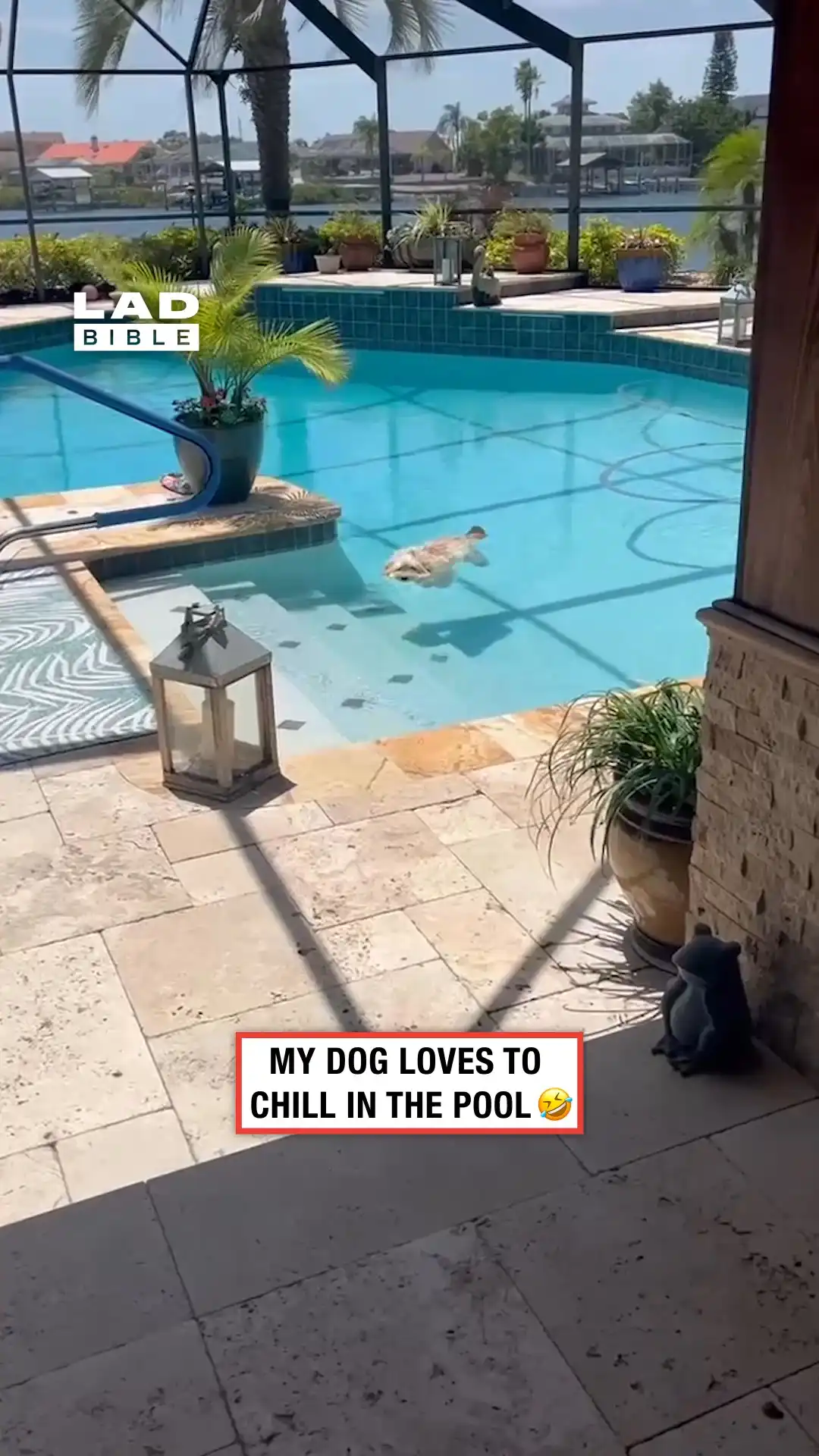 My dog loves to float in the pool 🥹🐶