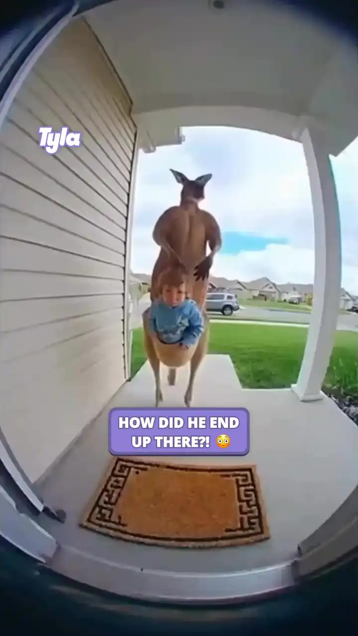 How did he end up in there!? 😅🦘