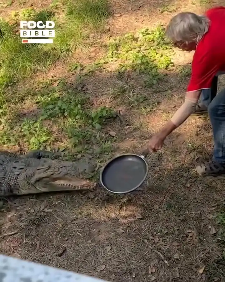 Grandpa has no fear 🐊