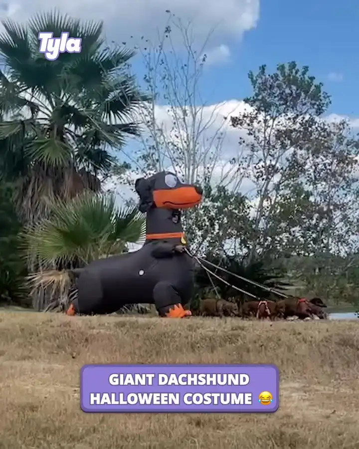 Giant dachshund Halloween costume 😂