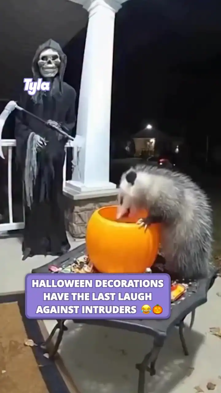 Halloween decorations have the last laugh against intruders 😲😂